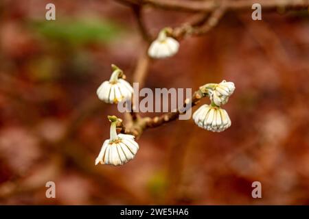 Insolito Edgeworthia chrysantha, paperbush orientale. Primo piano naturale ritratto di piante in fiore ad alta risoluzione Foto Stock
