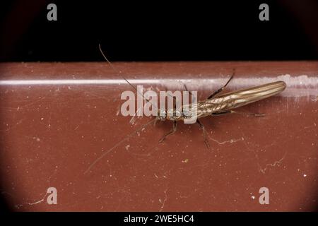 Nemoura flexuosa Stone fly carta da parati di insetti naturali selvatici Foto Stock