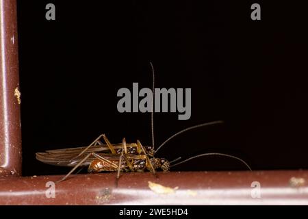 Nemoura flexuosa famiglia Nemouridae genere Nemoura Stone-mosche che accoppiano insetti di natura selvaggia carta da parati, foto, fotografia Foto Stock