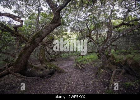 Alberi di Milkwood bianchi (Sideroxylon inerme) nella foresta vicino al Garden Lodge, riserva naturale privata Grootbos, Capo Occidentale, Sudafrica Foto Stock