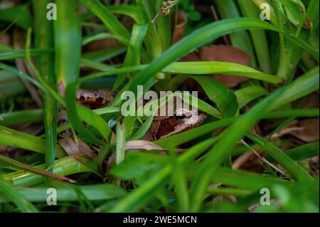 Rana comune (Rana temporaria) nell'habitat estivo a Fibling vicino a Fuschl am SEE, Salisburgo, Austria Foto Stock