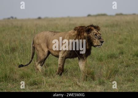 Un leone in erba alta guarda di lato. Foto Stock