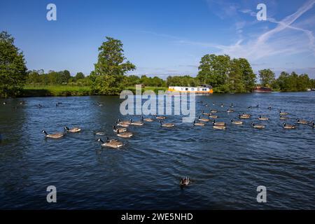 Oche sul Tamigi con chiatta per le case galleggianti sulla riva, Hurley, vicino Maidenhead, Berkshire, Inghilterra, Regno Unito Foto Stock