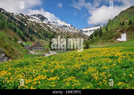 Calendula palustre gialle fiorite con Zauneralm sullo sfondo, Riedingtal, Lungau, Niedere Tauern, Salisburgo, Austria Foto Stock