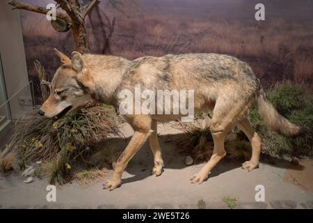 Ausgestopfter Wolf Canis lupus, Naturkundemuseum, Breite Straße, Potsdam, Brandeburgo, Deutschland Ausgestopfter Wolf Canis lupus, Naturkundemuseum, Breite Straße, Potsdam, Brandeburgo, Deutschland *** lupo ripieno Canis lupus , Museo di storia naturale, Breite Straße, Potsdam, Brandeburgo, Germania lupo ripieno Canis lupus , Museo di storia naturale, Breite Straße, Potsdam, Brandeburgo, Germania Foto Stock