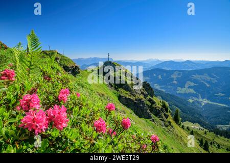 Rose alpine in fiore rosa con mandorle di campo, Wildschönauer Höhenweg, Wildschönau, Kitzbühel, Alpi di, Tirolo, Austria Foto Stock