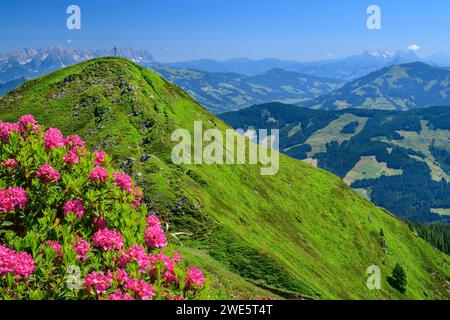 Rose alpine in fiore rosa con mandorle di campo, Wildschönauer Höhenweg, Wildschönau, Kitzbühel, Alpi di, Tirolo, Austria Foto Stock