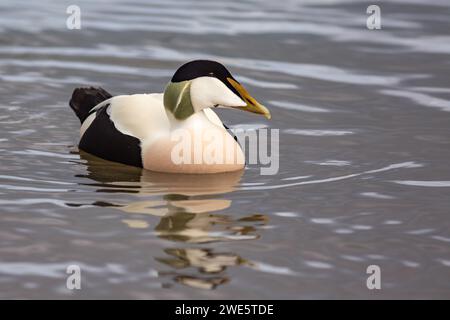 Un maschio Eider Duck, Somateria mollisima, di profilo sul mare a Seahouses, Northumberland, Regno Unito Foto Stock