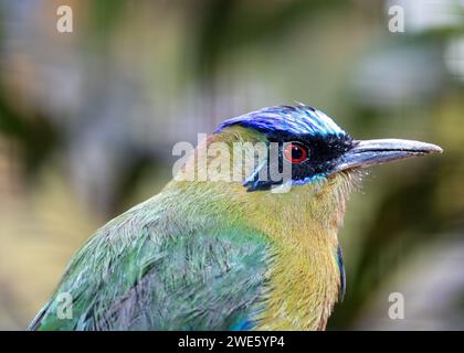 Squisito Motmot amazzonico (Momotus momota) che abbellisce i lussureggianti paesaggi del nord-est dell'Argentina. Un momento affascinante con questo uccello tropicale, spettacolo Foto Stock