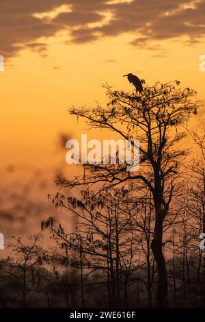 Uccello arroccato sull'albero al tramonto Foto Stock