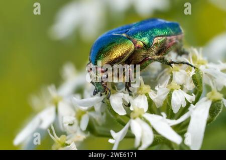 Green Rose Chafer (Cetonia aurata) macro su piccoli fiori bianchi Foto Stock