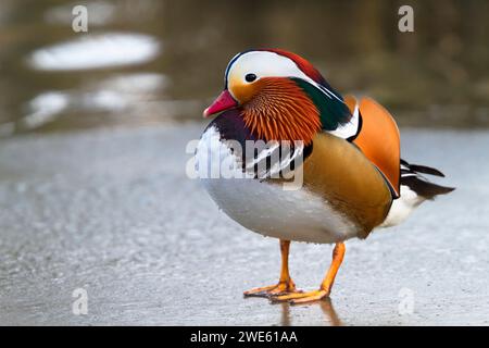 Anatra mandarina in piedi su una superficie ghiacciata. Foto Stock