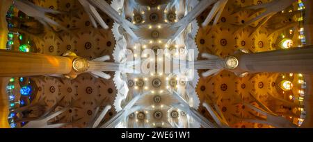 Guardando verso l'alto il soffitto della basilica della Sagrada Familia forme organiche Foto Stock