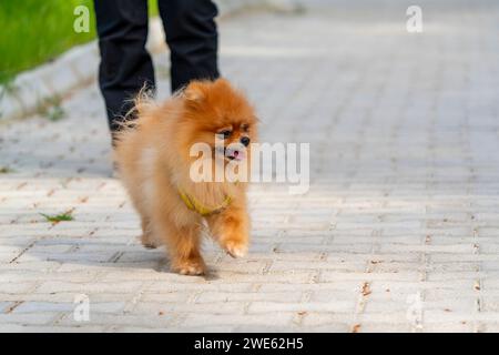 Cane della Pomerania che corre con un amico umano Foto Stock