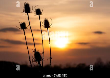 Silhouette di cardo secco al tramonto. Messa a fuoco selettiva. Foto Stock