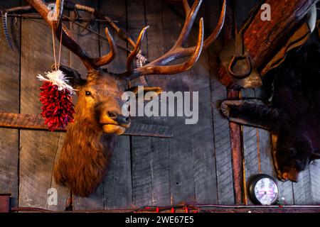 I cimeli della caccia e delle miniere decorano gli interni dello storico Los Ojos Restaurant and Saloon a Jamez Springs, New Mexico. Foto Stock