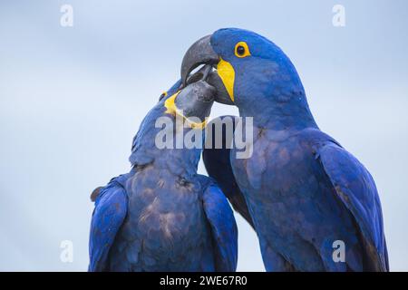 Ritratto di due grandi pappagalli blu Hyacinth Macaws che bacia, o Anodorhynchus hyacinthinus. Bellissimi rari uccelli blu. Foto scattate Foto Stock
