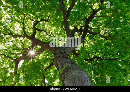 Il sole splende attraverso il verde baldacchino del castagno (Aesculus hippocastanum) Foto Stock