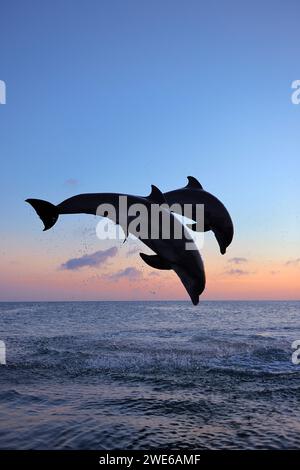 Delfini dal naso a bottiglia (Tursiops truncatus) che saltano nel Mar dei Caraibi al crepuscolo Foto Stock