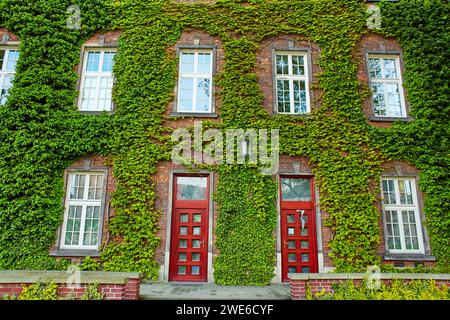 Un edificio fatto di vecchi mattoni rossi con lussureggiante edera verde che sale sopra di esso sul vecchio castello di Zamek Krolewski na Wawelu nel centro di Cracovia Foto Stock