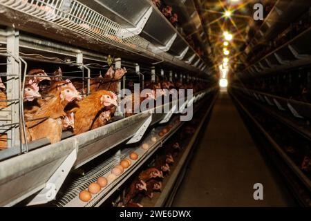 Galline in gabbie con uova nell'allevamento di pollame Foto Stock