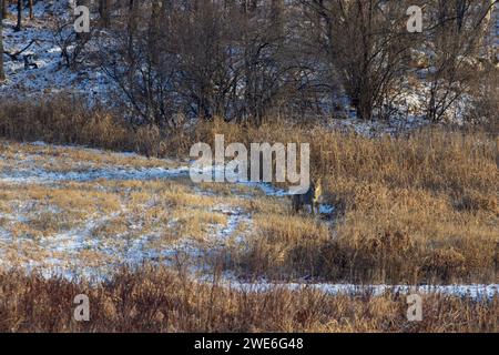 Coyote che si nutrono di una carcassa di coda bianca in una giornata invernale nel Wisconsin settentrionale. Foto Stock