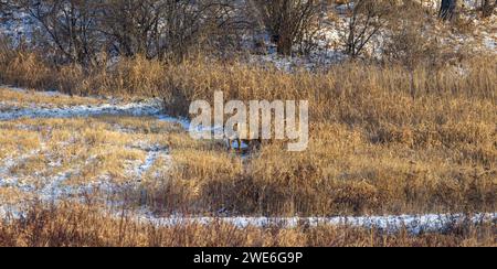 Coyote che si nutrono di una carcassa di coda bianca in una giornata invernale nel Wisconsin settentrionale. Foto Stock