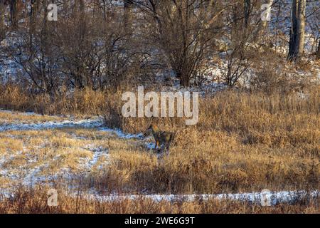 Coyote che si nutrono di una carcassa di coda bianca in una giornata invernale nel Wisconsin settentrionale. Foto Stock