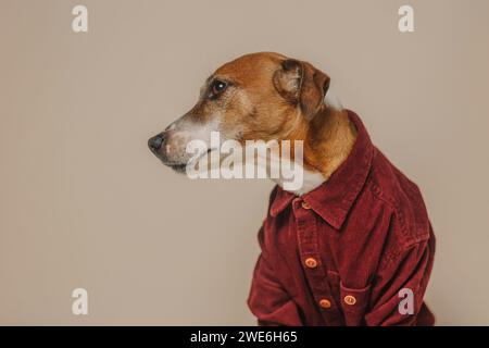 Cane Jack Russell Terrier con camicia Bordeaux su sfondo beige Foto Stock