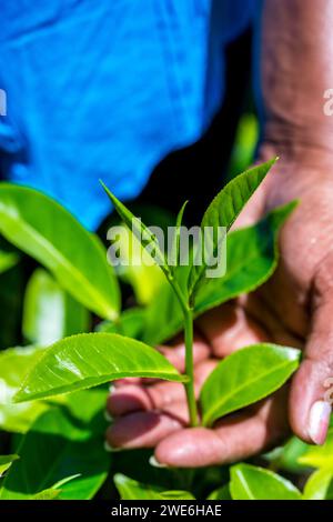 Sri Lanka, provincia di uva, mano di un lavoratore di piantagioni che tocca le foglie di tè in crescita Foto Stock