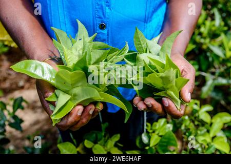 Sri Lanka, provincia di uva, mani di un lavoratore di piantagioni che raccoglie il tè Foto Stock