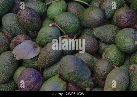 L'avocado si riferisce anche al frutto dell'albero dell'avocado, che è botanicamente una grande bacca contenente un singolo seme. Gli avocado sono molto nutrienti. Foto Stock