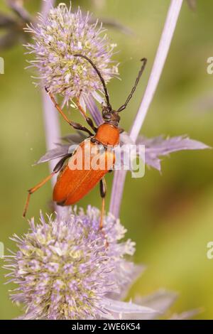 Primo piano verticale naturale su un coleottero Longhorn rosso-marrone, Corymbia rubra su un cardo Eryngium blu Foto Stock