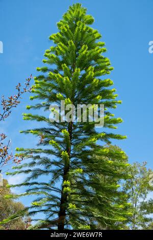 Il Wollomi Pine, un tempo raro, in via di estinzione, ora fiorente Foto Stock