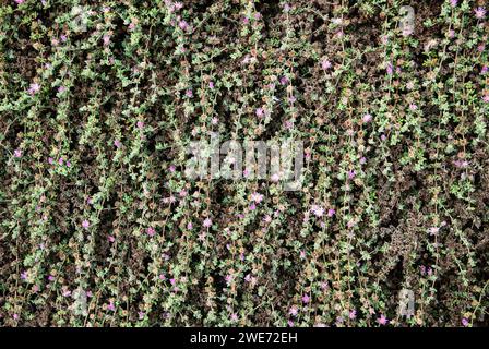 Parete di piccoli fiori viola da arrampicata Foto Stock
