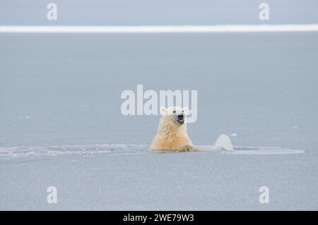 Il cucciolo di orso polare Ursus maritimus gioca sul ghiaccio appena formato durante il congelamento autunnale 1002 ANWR Kaktovik Barter Island Alaska Foto Stock