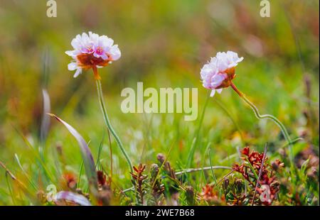 Sea campion (Armeria maritima), anche comune campion marino, due piccole infiorescenze di colore rosa chiaro in primo piano in un prato, fotografia macro Foto Stock