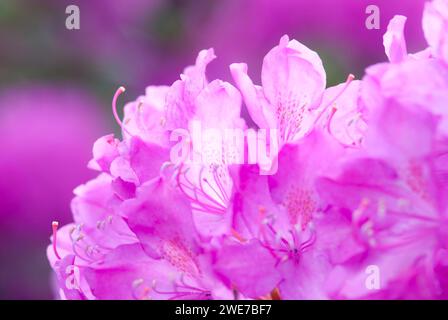 Fiori rosa brillante di un rododendro, rosa in piena fioritura, foto d'atmosfera con luce soffusa e sfondo morbido, macro shot, primo piano, bassa Sassonia Foto Stock