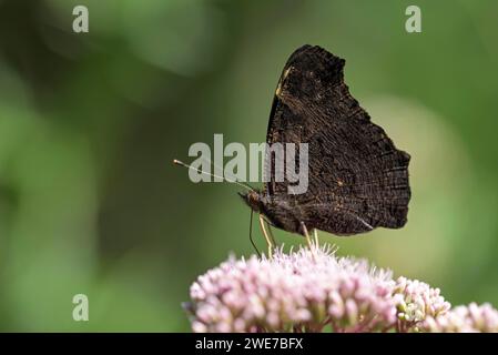 Pavone europeo (Inachis io), con ali piegate, in cerca di cibo, Gahlen, Renania settentrionale-Vestfalia, Germania Foto Stock