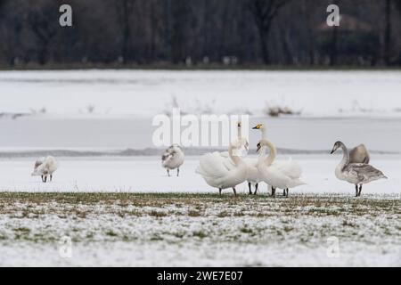 Cigni muti (Cygnus olor) e cigni whooper (Cygnus cygnus), Emsland, bassa Sassonia, Germania Foto Stock