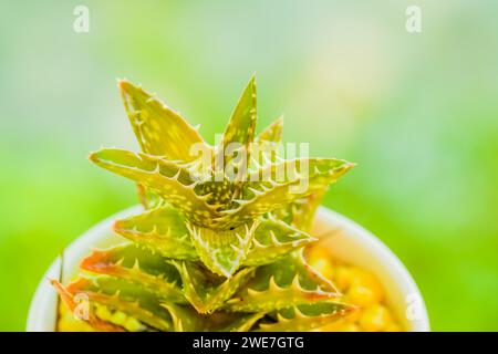 Primo piano di piccoli cactus Dyckia in una tazza bianca con sfondo morbido sfocato Foto Stock