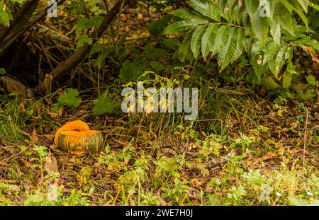 Jack-o-Lantern su un terreno coperto d'erba sotto un piccolo albero nel parco boschivo della Corea del Sud Foto Stock