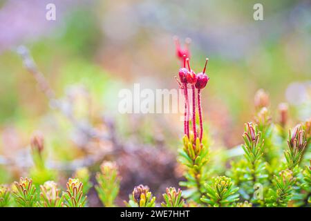 Young Blue Heath (Phyllodoce caerulea), Tynset, Innlandet, Norvegia Foto Stock