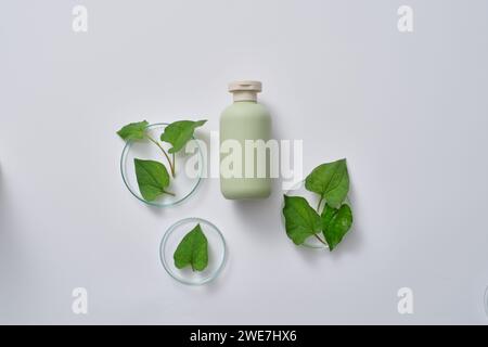 Diverse capsule di Petri contenenti foglie di menta di pesce fresco esposte con una bottiglia di etichetta vuota. Anche la vitamina C nella menta dei pesci (Houttuynia cordata) aiuta a impro Foto Stock