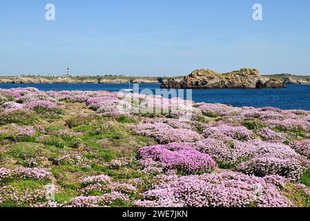 Tappeto di fiori sulla costa rocciosa, Ouessant Island, Finistere, Bretagna, Francia Foto Stock