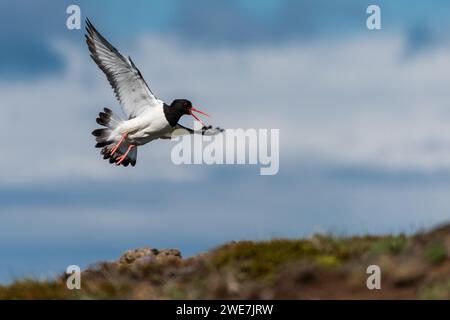 Oystercatcher (Haematopus ostralegus) in volo, Reykjanes, Islanda Foto Stock