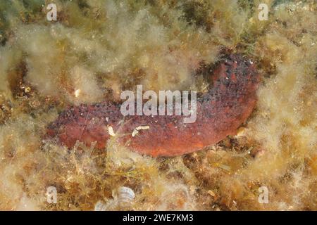 Cetriolo marino variabile (Holothuria forskali), riserva marina del sito di immersione Cap de Creus, Rosas, Costa Brava, Spagna, Mar Mediterraneo Foto Stock