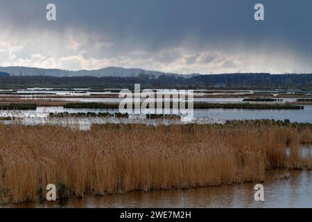 Biotopo paludoso nella Peene Valley, prati sovrasfruttati, habitat raro per piante e animali a rischio di estinzione, riserva naturale Grosser Rosin, riumidificazione di Foto Stock