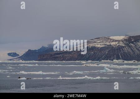 Isola James Ross sulla Penisola Antartica Foto Stock