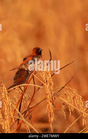 munia con petto squamoso o mannikin noce moscata (lonchura punctulata) arroccato su un guscio di risaia, in india Foto Stock